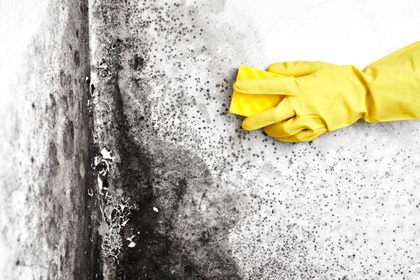 Best Localized Mold Remediation (e.g., coastal areas, humid climates) in Wintersville, OH