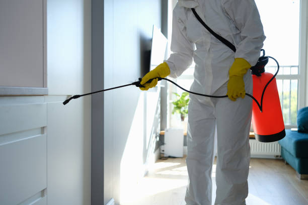 Best Residential Mold Remediation in Wintersville, OH