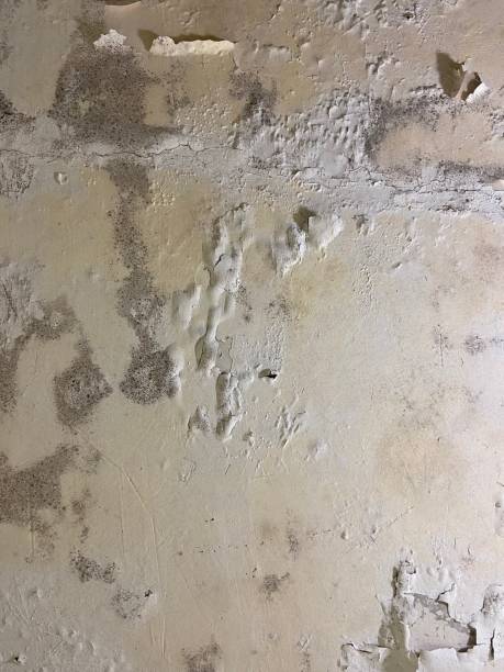 Best Crawl Space Mold Remediation in Wintersville, OH