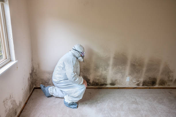 Best Post-Remediation Services in Wintersville, OH