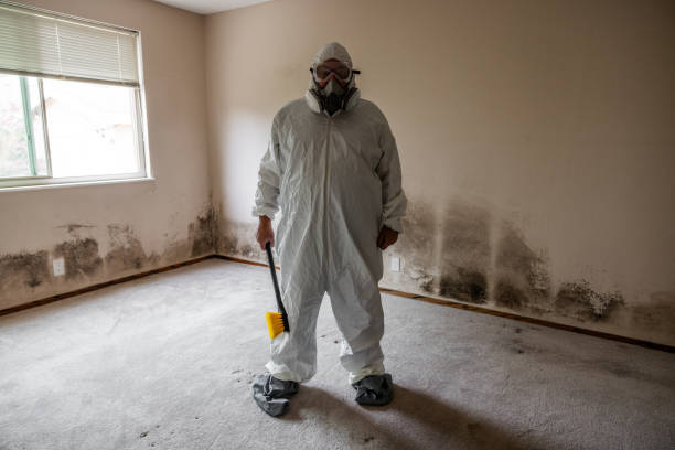 Best Basement Mold Remediation in Wintersville, OH