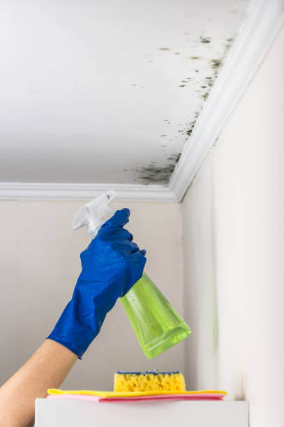 Best Industrial Mold Remediation in Wintersville, OH