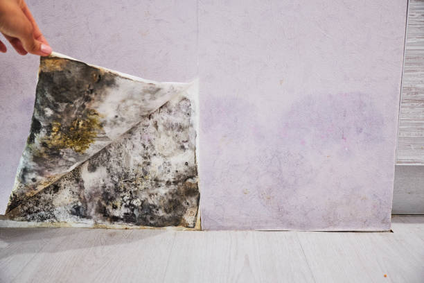 Best Health and Safety Mold Remediation in Wintersville, OH
